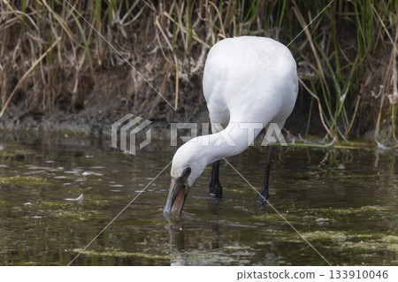 Eurasian spoonbill forages in shallow water of Eempolder in Eemdijk, Netherlands during daylight hours 133910046