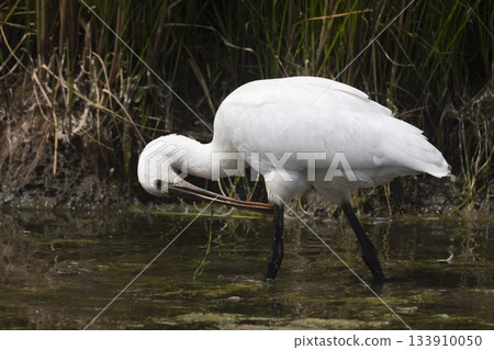 Eurasian spoonbill forages in shallow water of Eempolder in Eemdijk, Netherlands during daylight hours Eurasian spoonbill forages in shallow water of Eempolder in Eemdijk, Netherlands during daylight hours 133910050