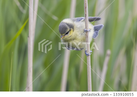 Eurasian blue tit perched on reed in a Dutch wetland during springtime 133910055