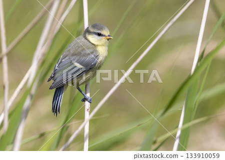 Eurasian blue tit perched on reed stalk in a field in the Netherlands during the early morning hours Eurasian blue tit perched on reed stalk in a field in the Netherlands during the early morning hours 133910059