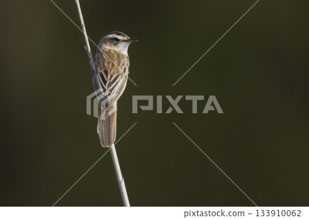 Sedge warbler sits on a thin branch in Arkemheenpolder during early morning light in the Netherlands Sedge warbler sits on a thin branch in Arkemheenpolder during early morning light in the Netherlands 133910062