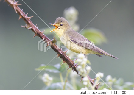 Icterine warbler singing in a blackberry bush located in Arkemheenpolder, Netherlands during springtime in the morning 133910063