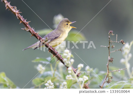 Icterine warbler singing in a blackberry bush in Arkemheenpolder Netherlands during early morning hours 133910064
