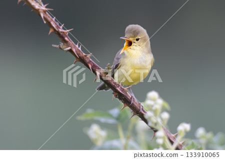Icterine warbler singing in a blackberry bush in Arkemheenpolder Netherlands during early morning hours 133910065