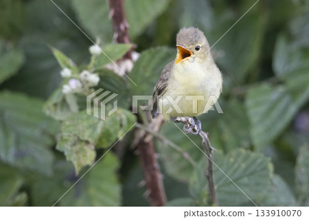 Icterine warbler singing in a blackberry bush in Eempolder Hoogland West Netherlands during spring 133910070