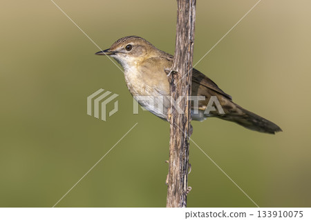 Grasshopper warbler perched on a branch in Arkemheenpolder in the Netherlands during the spring season 133910075