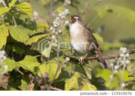 Grasshopper warbler sings while perched in a blackberry bush in Arkemheenpolder, Netherlands 133910076