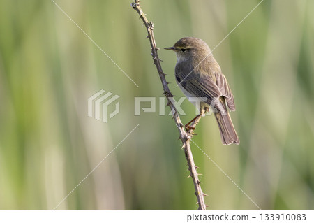 Chiffchaff perched on a thorny branch in Arkemheenpolder during early morning hours 133910083