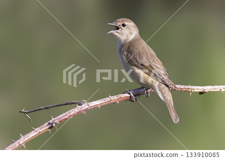 Garden warbler perched on blackberry bush in Arkemheenpolder capturing the moment of song in the Netherlands Garden warbler perched on blackberry bush in Arkemheenpolder capturing the moment of song in the Netherlands 133910085
