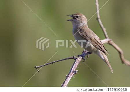 Garden warbler singing near blackberry bush in Arkemheenpolder, Netherlands during spring Garden warbler singing near blackberry bush in Arkemheenpolder, Netherlands during spring 133910086