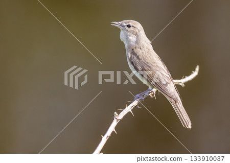 Garden warbler seen in blackberry bush at Arkemheenpolder in the Netherlands during summer daylight hours 133910087