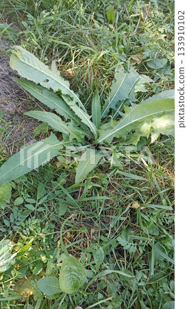 Close-up of prickly lettuce in a meadow. The plant s vibrant green leaves stand out, showcasing its wild and natural setting. Perfect for illustrating wild plants and natural landscapes. 133910102