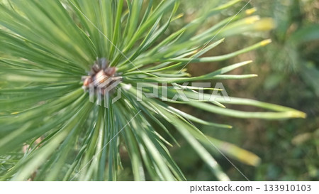 Close-up of vibrant green pine needles emerging from a budding cone, showcasing nature s renewal and resilience, perfect for projects related to forestry and natural beauty. 133910103