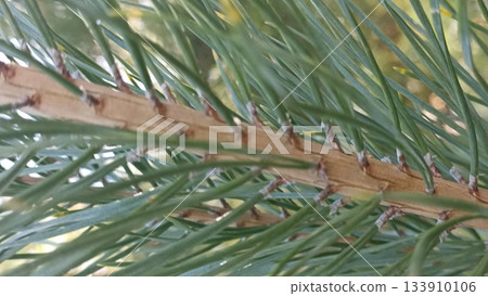 A close-up shot of a pine tree branch featuring vibrant green needles and a textured brown stem. The natural light highlights the details, ideal for nature-themed projects and educational materials. 133910106