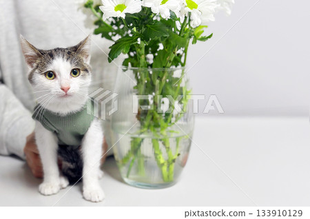 Cute cat next to vase of flowers on a table. Cat sitting on top of an elegant, modern table 133910129
