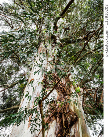 Eucalyptus Viminalis in Batumi Botanical Garden Eucalyptus Viminalis in Batumi Botanical Garden 133910208