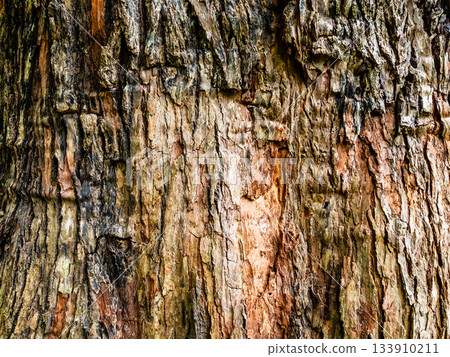 bark of cinnamomum tree in Batumi Botanical Garden bark of cinnamomum tree in Batumi Botanical Garden 133910211