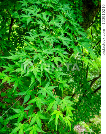 foliage of Japanese Maple, Batumi Botanical Garden 133910216