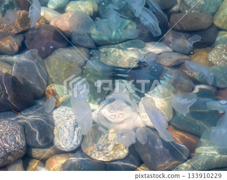 jellyfishes in warm water on shore of Black Sea 133910229