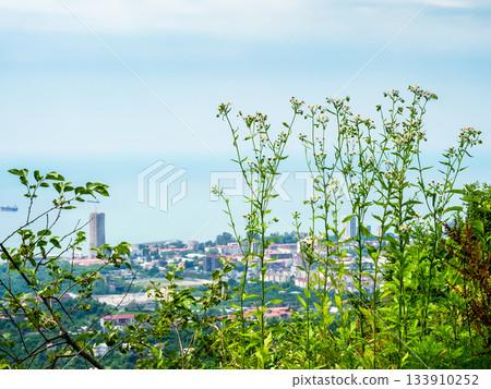 wild flowers on Sameba Mount and Batumi city 133910252