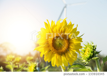 Blooming sunflowers with a blurred windmill background Blooming sunflowers with a blurred windmill background 133910345