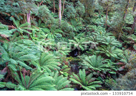Lush ferns and eucalyptus trees in Great Otway National Park, Victoria, Australia 133910754
