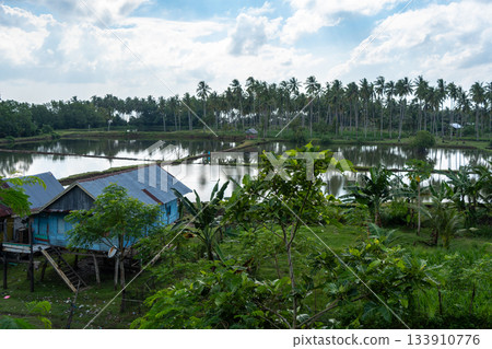 Traditional house and rice fields in Sulawesi, Indonesia countryside 133910776