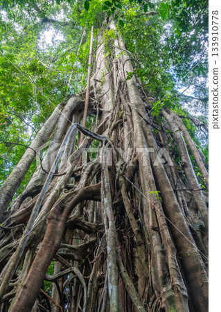 Strangler fig in Tentena rainforest, Sulawesi, Indonesia 133910778