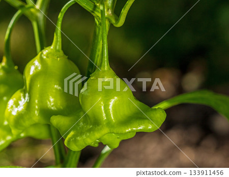 Unique green bell pepper with an unusual shape: a culinary curiosity 133911456