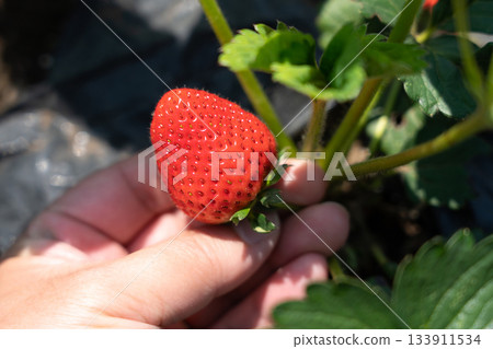 一名男子正在自家花園採摘成熟的草莓。採摘草莓。草莓採摘。 （五月）。自家花園。 133911534