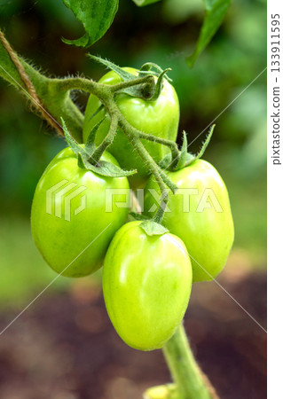 Close-up view of a cluster of unripe green tomatoes on a vine Close-up view of a cluster of unripe green tomatoes on a vine 133911595