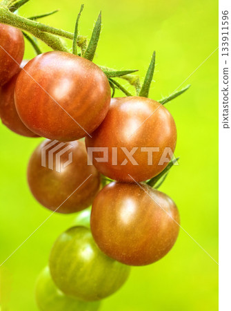 Detailed close-up of freshly ripening tomatoes amongst green leaves on the vine Detailed close-up of freshly ripening tomatoes amongst green leaves on the vine 133911596