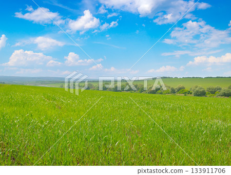 Vast Green Field of Young Wheat or Grass Under a Bright Blue Sky Vast Green Field of Young Wheat or Grass Under a Bright Blue Sky 133911706