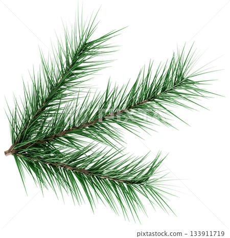 3D Realistic Evergreen Pine Tree Branch with Green Needles for Christmas Decoration 3D Realistic Evergreen Pine Tree Branch with Green Needles for Christmas Decoration 133911719