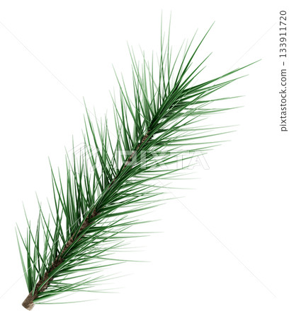 3D Realistic Evergreen Pine Tree Branch with Green Needles for Christmas Decoration 3D Realistic Evergreen Pine Tree Branch with Green Needles for Christmas Decoration 133911720