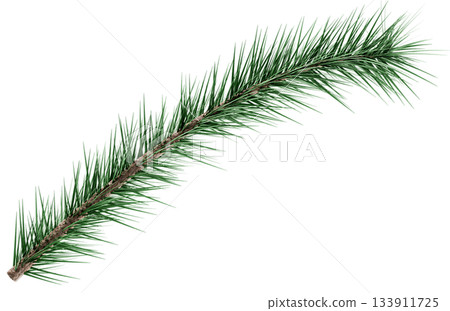 3D Realistic Evergreen Pine Tree Branch with Green Needles for Christmas Decoration 3D Realistic Evergreen Pine Tree Branch with Green Needles for Christmas Decoration 133911725