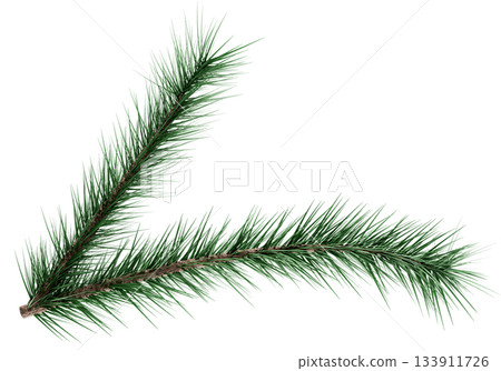 3D Realistic Evergreen Pine Tree Branch with Green Needles for Christmas Decoration 3D Realistic Evergreen Pine Tree Branch with Green Needles for Christmas Decoration 133911726