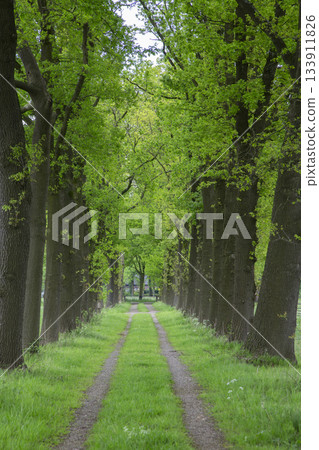 Pathway lined with oak trees at Coelhorst Estate in Hoogland West, Netherlands during the day 133911826
