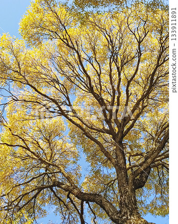 Upward view of large tree with yellow autumn foliage and branching canopy against clear blue sky, serene daylight mood Upward view of large tree with yellow autumn foliage and branching canopy against clear blue sky, serene daylight mood 133911891