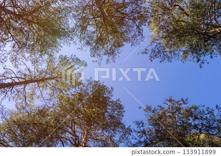 Looking straight up at tall pines, distinct sky channels between adjacent crowns create lace like canopy pattern. Crown shyness is natural phenomenon 133911899