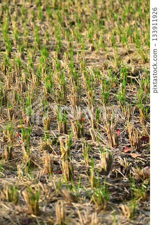 Agricultural image (rice cultivation: autumn / after harvest) 133911926