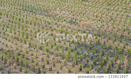 Agricultural image (rice cultivation: autumn / after harvest) 133911937