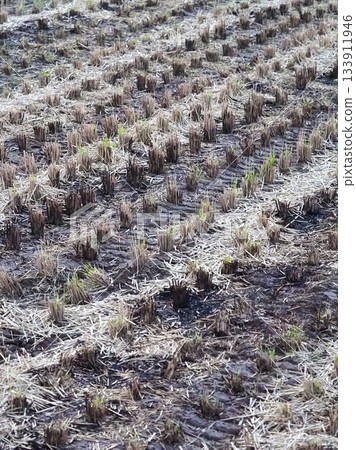 Agricultural image (rice cultivation: autumn / after harvest) Agricultural image (rice cultivation: autumn / after harvest) 133911946