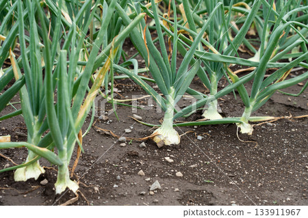 在岩石田裡種植洋蔥。洋蔥田（五月）。家庭菜園。 133911967