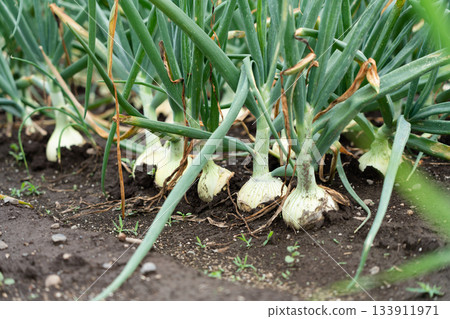 Onion cultivation in a rocky field. Onion field (May). Home garden. 133911971