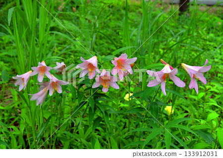 山形縣大江町。姬小百合在大山自然公園盛開。姬小百合在大山自然公園盛開。 133912031