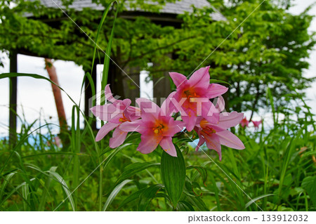 山形縣大江町。姬小百合在大山自然公園盛開。姬小百合在大山自然公園盛開。 133912032