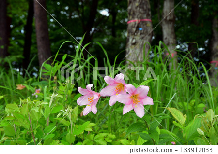 山形縣大江町。姬小百合在大山自然公園盛開。姬小百合在大山自然公園盛開。 山形縣大江町。姬小百合在大山自然公園盛開。姬小百合在大山自然公園盛開。 133912033