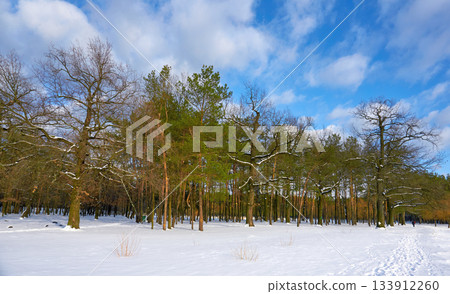 Harmony and quiet in a winter forest in sunny day Harmony and quiet in a winter forest in sunny day 133912260