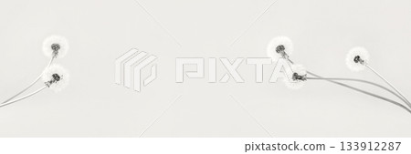 Trendy color of year 2026 - Cloud Dancer. Soft fluffy dandelions with white seeds on a Cloud Dancer background with space for text. Copy space. Banner. 133912287